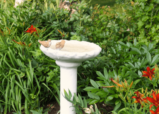 Jardin attirant les oiseaux